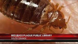 There are several different species of these insects found throughout the world. Pesticide Links To Cancer Bed Bug Blog Report