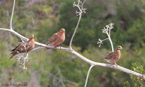 Image result for Nidorella attenuata