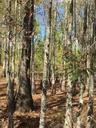 Despite its name the gum is not sweet. Blackgum Tupelo Trees At Home In The River Or Your Backyard Gardening In The Panhandle