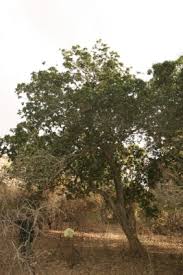 Image result for Lepisanthes