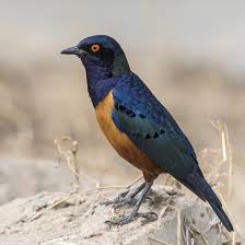 Image result for Oliverella hildebrandtii