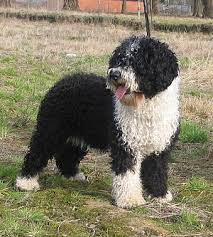 Die spanischer wasserhund ist ein treuer hund, gehorsam, froh, mühsame, mutig und ausgewogene. Perro De Agua Espanol Wikipedia
