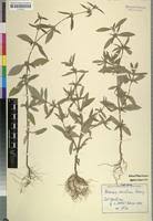 Image result for Spermacoce subvulgata