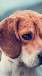 Download Free Hd Wallpaper From Above Link Beagle Dog Pet Cute Animal Beagle Dog Wallpaper Beagle Dog Cute Beagle Wallpaper