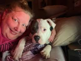 Pitbull dies from bee sting allergy