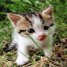 Amazon Com Cute Cats Live Wallpapers Appstore For Android