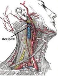 Occipital Neuralgia Causes Symptoms Diagnosis And Treatment