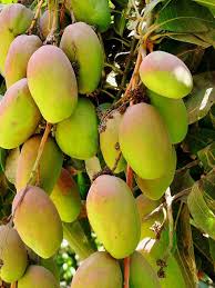 Pin On Mango
