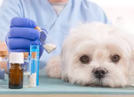 can dogs have amoxicillin