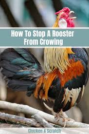 Jun 04, 2021 · the hen that is waiting for 'her' nest box will start to do an urgent egg song rendition. 6 Ways To Stop A Rooster From Crowing