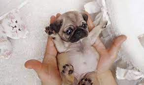 Everything You Need To Know About A Teacup Pug