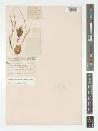 Image result for Dipcadi brevifolium