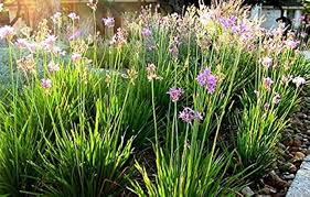 Image result for Tulbaghia cameronii