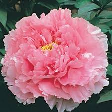 Which type of peony blooms the longest? Pink Tree Peony Direct Gardening