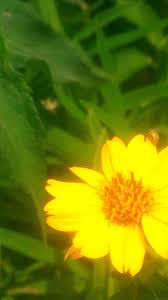 Image result for Aspilia kotschyi