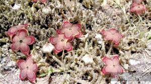 One vendor has this plant for sale. Edithcolea Grandis Persian Carpet Flower Succulent Update Youtube