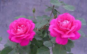 Image result for images of rose hd