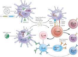 The astrazeneca vaccine has not yet been authorized for use in the united states. Covid 19 Vaccines Modes Of Immune Activation And Future Challenges Nature Reviews Immunology