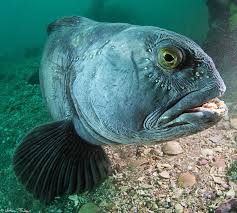 Wolfie Ocean Creatures Undersea World Underwater Sea
