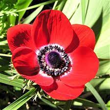 Pin On Flower Garden Plans
