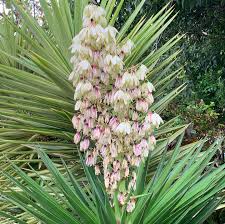Image result for Asparagaceae