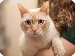 A person interested in rescuing one of these cats needs to be patient and understanding. Dallas Tx Siamese Meet Baby A Cat For Adoption Cat Adoption Cats Pet Adoption