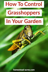We did not find results for: How To Get Rid Of Grasshoppers In Your Garden Homestead Acres