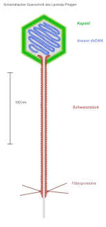 This video describes how lambda phage could be used effectively as a cloning vector. File Lambda Phage 01 Png Wikimedia Commons