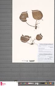 Image result for Begonia potamophila