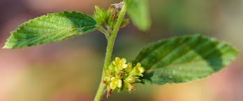 Image result for Waltheria indica
