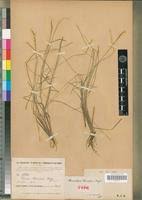 Image result for Sacciolepis chevalieri