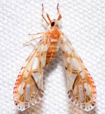 Image result for Xerophyta kirkii