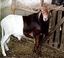 Sheep Arrested By Police After It Killed Another Goat During Fight