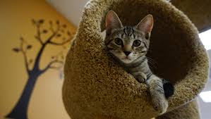 Residential customers with extra cardboard or boxes, should flatten to 2' x 2' x 2′ max and bundle with string or place in boxes and recology will collect the extra cardboard. New Kennett Cat Cafe Opens Today
