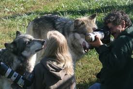 Trei lupi mici / three little wolves 1936. Lupi Ochiul Care Rade