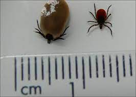 Keep An Eye Out For Ticks In France