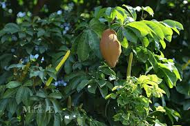 Image result for pachira obrázek