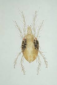 Image result for spotted spider mite