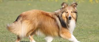 ✉️ dm for paid promotions. Shetland Sheepdog All About Dogs Orvis