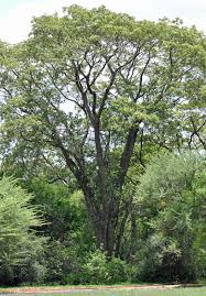 Image result for Albizia antunesiana