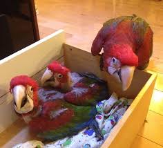 The pesquet's parrot (psittrichas fulgidus), also known as the vulturine parrot (leading to easy confusion with pyrilia vulturina from brazil). 200 Macaws Ideas Macaw Pet Birds Beautiful Birds