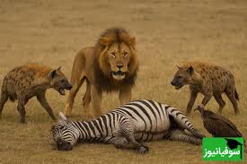 ویدئو) مستند حیات وحش حیوانات راز بقا، این داستان: حمایت شیر نر از همسرش و  قلدری برای کفتارها و لاشخورها