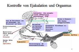 Nach etwa 10 bis 20 minuten wird das sperma jedenfalls wieder flüssig,. Storungen Der Ejakulation Urologe Und Androloge Urologische Praxis Prof Dr Porst