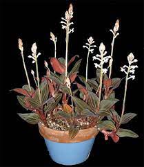 A nice bushy one will have lotsa thick rhizomes with fleshy roots under the medium, and any of them that seem not essential to the main stems can be cut off with clean sharp scissors, or if you find a rhizome entirely separate already, they can be repotted immediately. Orchid Repotting Clinic Terrestrial Orchids Ludisia Repotme