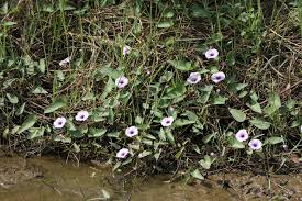 Image result for Ipomoea aquatica