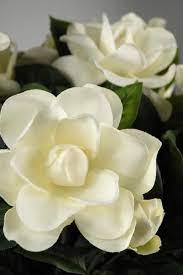 Gardenia Planting Guide Beautiful Flowers Most Popular Flowers Popular Flowers