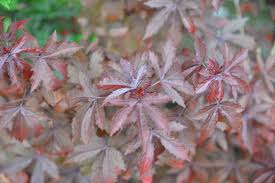 Image result for Hibiscus acetosella