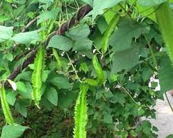 Penggunaan cara ini lebih tepat dan tentunya dalam perawatannya juga lebih mudah khususnya pembersihan gulma juga akan lebih gampang untuk bisa di tangani, penyiraman secara rutin juga perlu di jaga agar tanaman yang kita tanam di dalam media botol bekas ini akan lebih subur. Anim Agro Technology Tanam Kacang Botor Tips