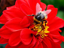 He is presently a professor at chapman university, where he has been director of graduate training. Plants Use Flowers To Hear The Buzz Of Animals The Atlantic
