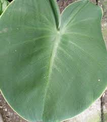 Philodendron Pig Skin
